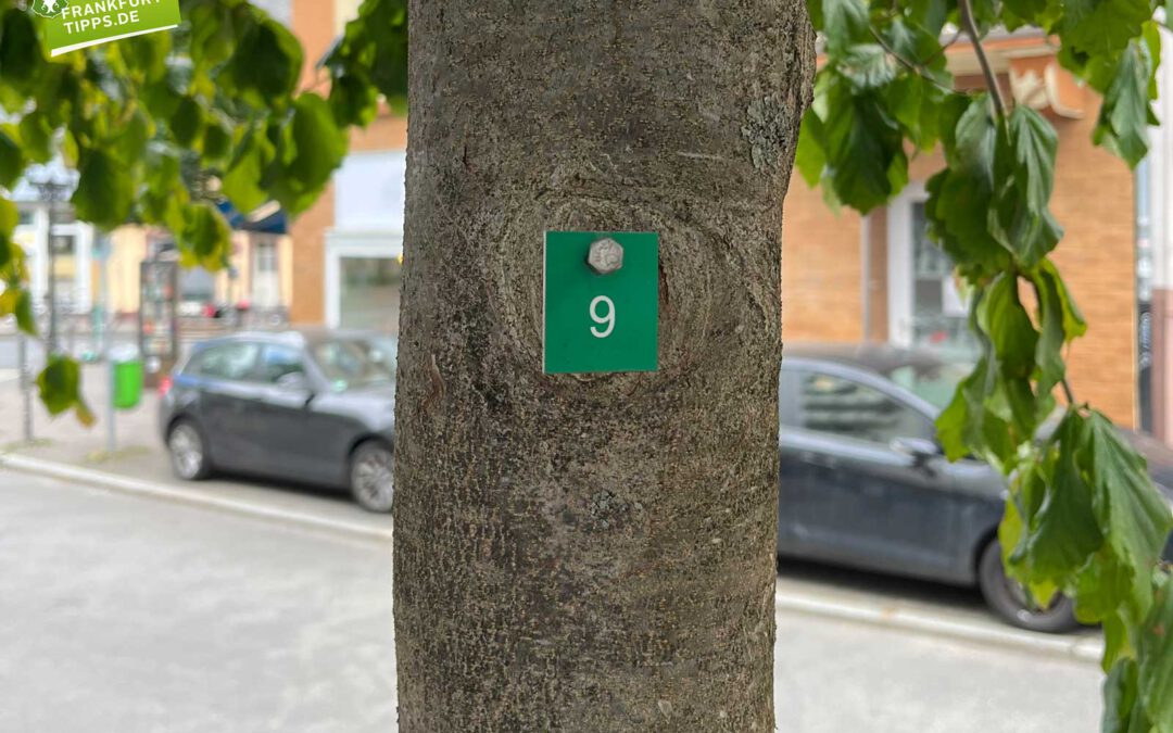 15 | Bäume bestimmen mit dem Frankfurter Baumkataster